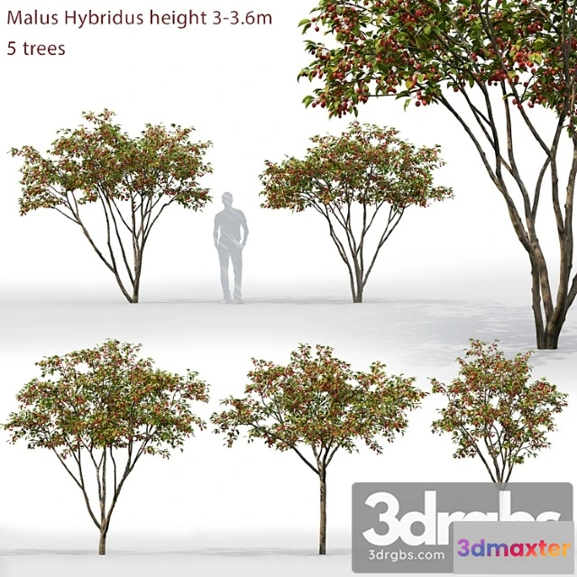 1064434 - Malus hybridus 1