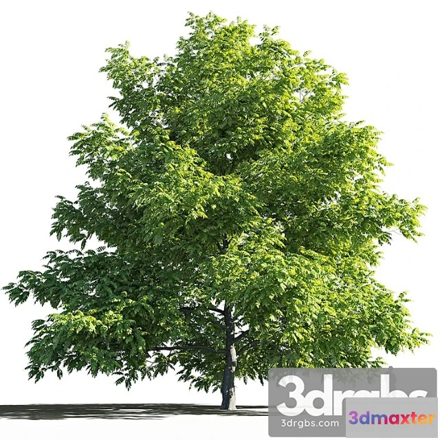 1064436 - Manchurian walnut (juglans mandshurica)