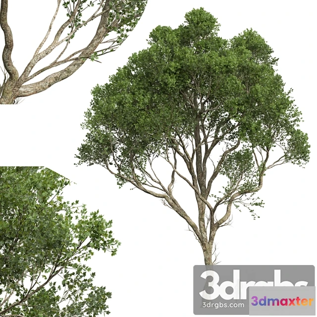 1064450 - New plant high detail acer pseudoplatanus03