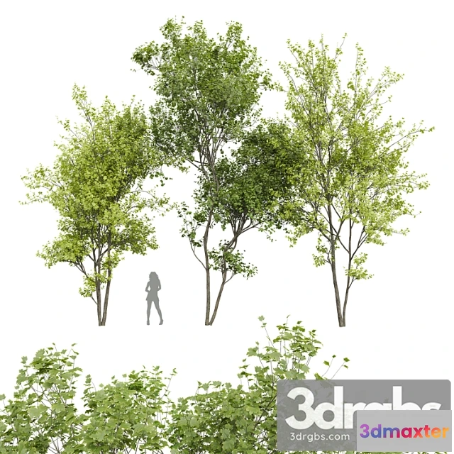 1064452 - New plant real tree acer saccharinum spring summer