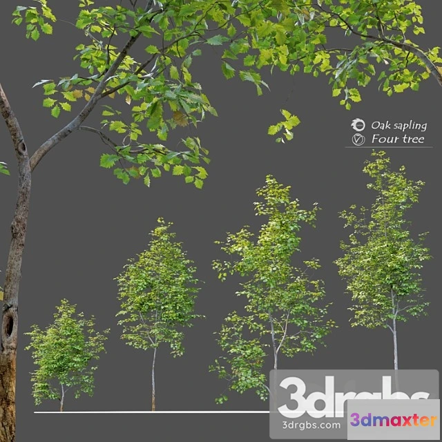 1064460 - Oak sapling