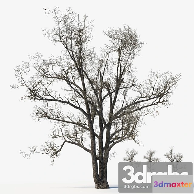 1064466 - Old poplars