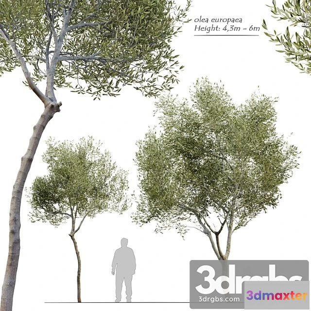1064468 - Olea europaea (olive tree)