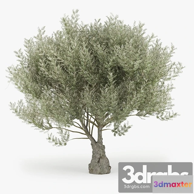 1064470 - Olea europaea - No.2