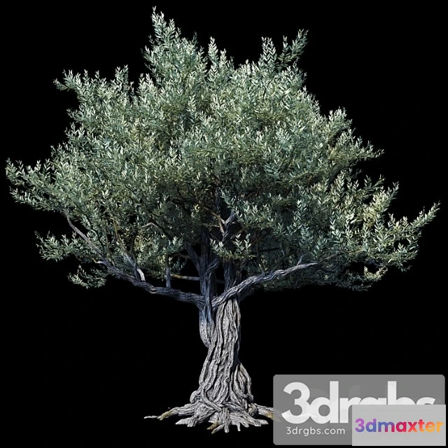 1064472 - Oliva european 01