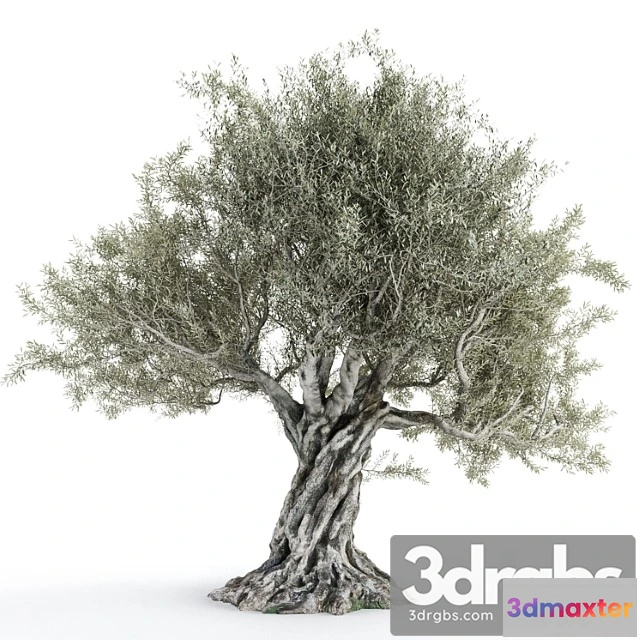 1064476 - Olive tree 2