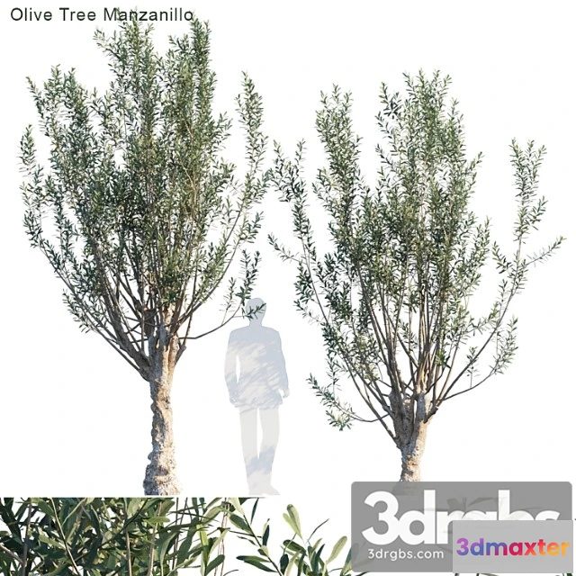 1064478 - Olive tree manzanillo