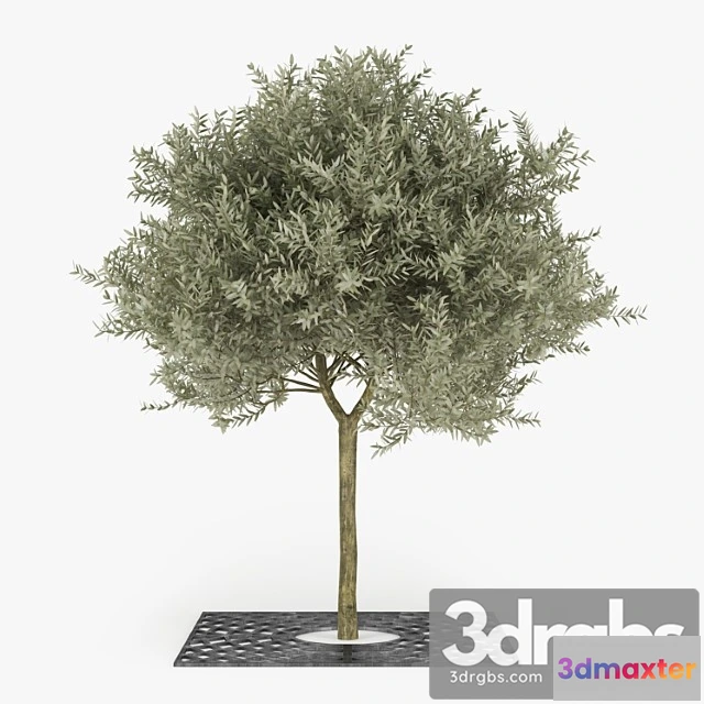 1064480 - Olive tree - No.4