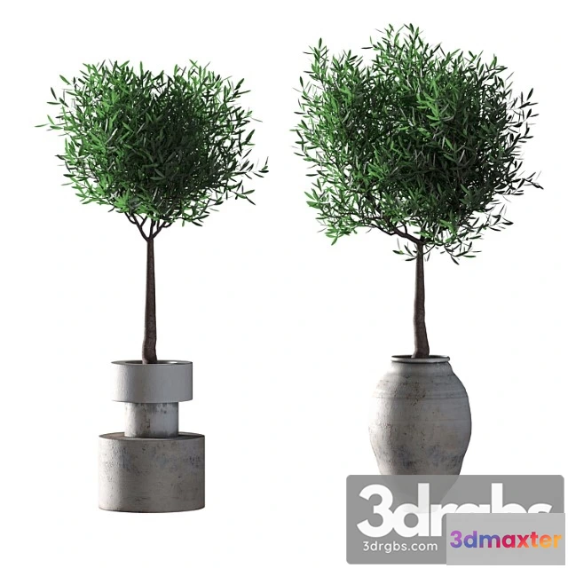 1064484 - Olive trees. 2 models
