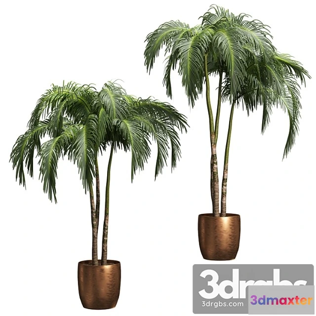 1064490 - Palms in tubs. 6 models