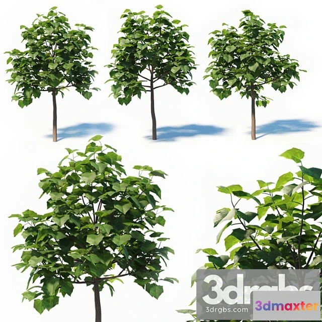 1064492 - Paulownia elongata (4m) 3 tree set