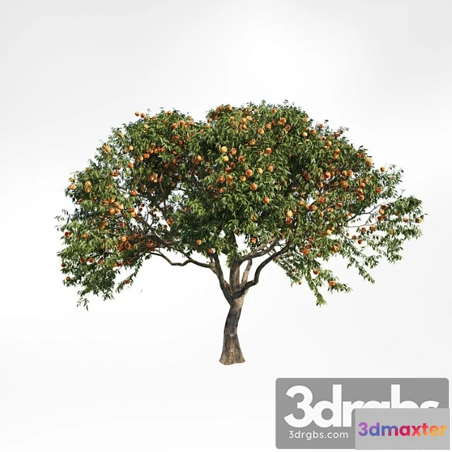 1064494 - Peach tree 2