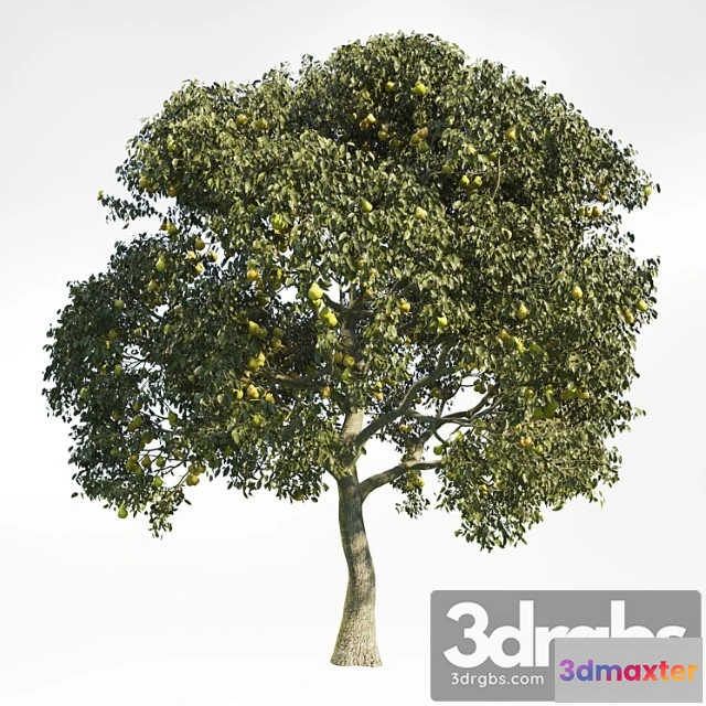 1064498 - Pear tree 8 - No.2