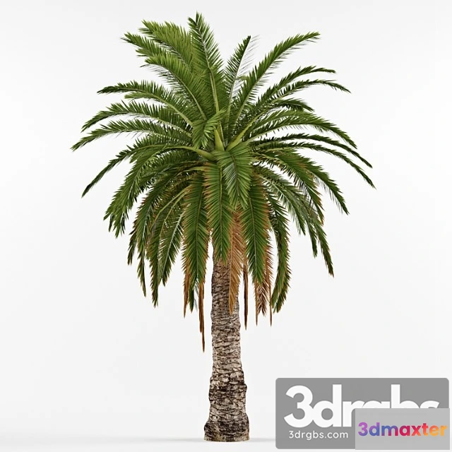 1064502 - phoenix canariensis