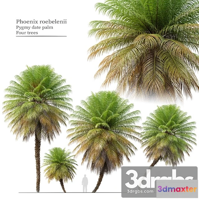 1064504 - Phoenix roebelenii