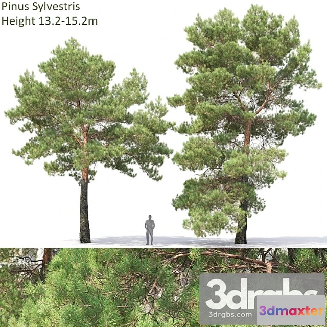 1064508 - Pine 2