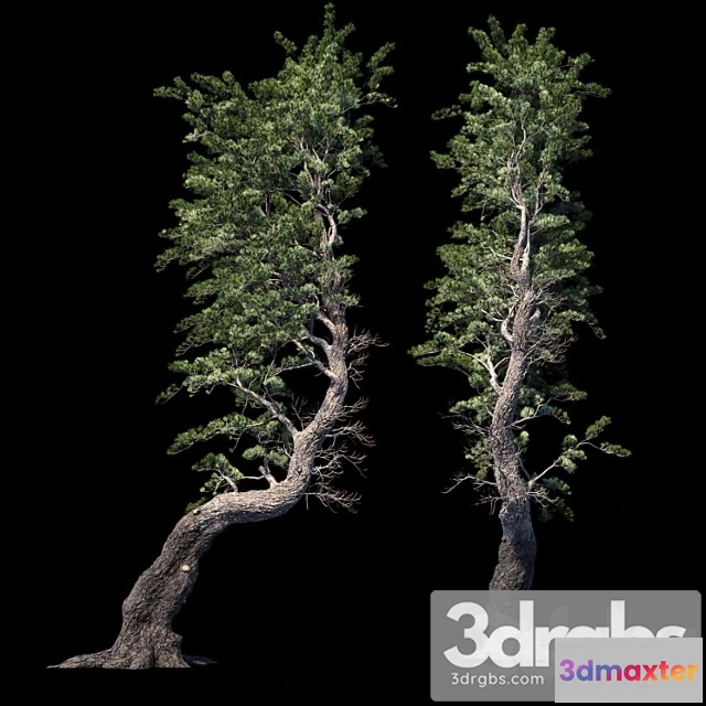 1064512 - Pine aleppo (jerusalem)