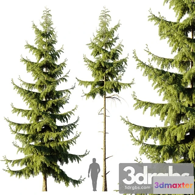 1064514 - Pine spruce