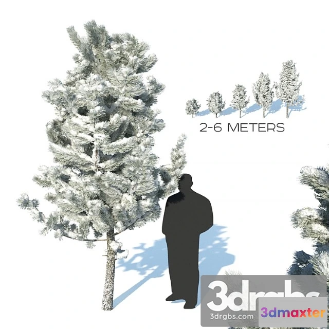 1064518 - Pine trees in the snow - No.2