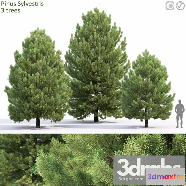 1064520 - Pine - No.3