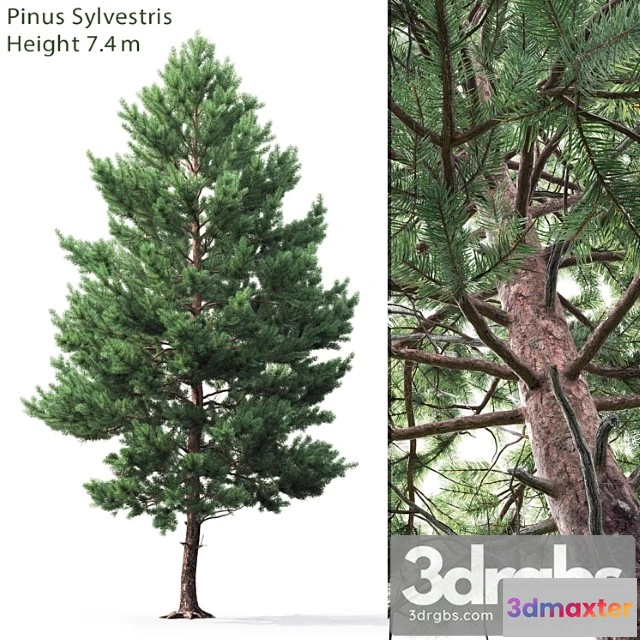 1064524 - Pine_1_2