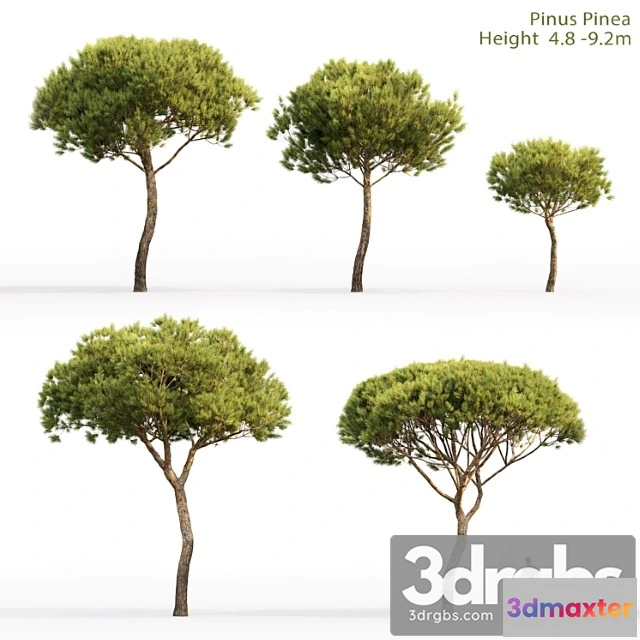 1064526 - Pine_1_2_3