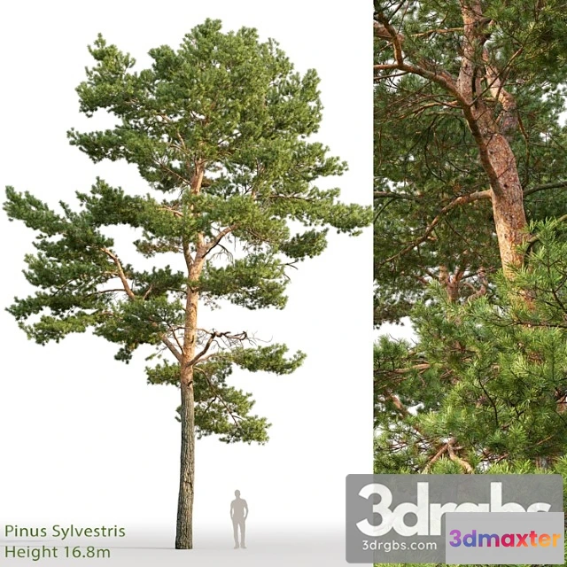 1064528 - Pine_1_3