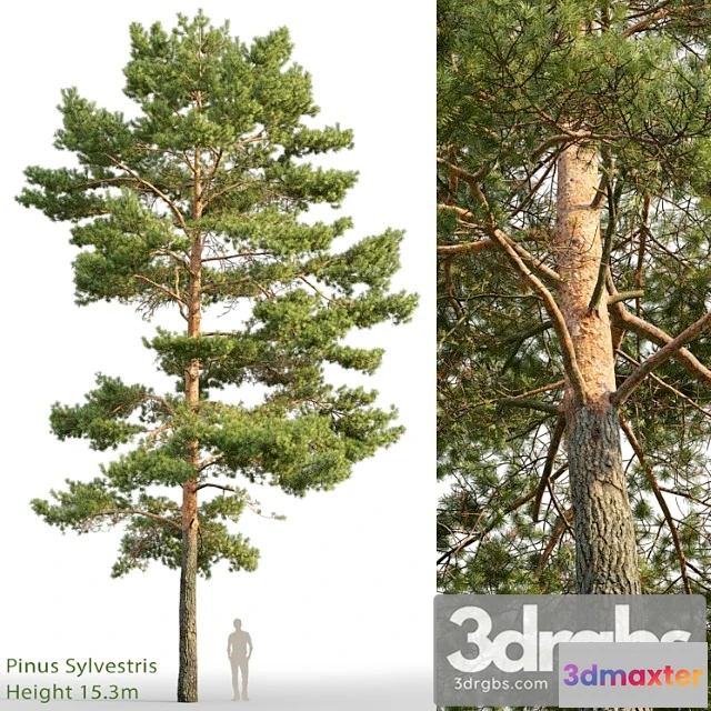 1064530 - Pine_1_4