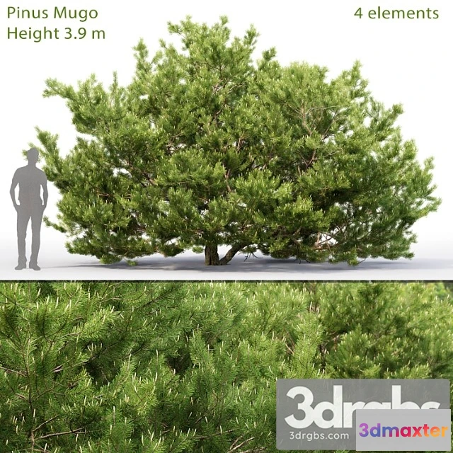 1064540 - Pine_2 - No.2