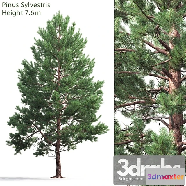 1064542 - Pine_2_2 - No.2