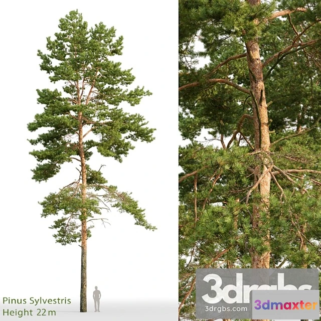 1064544 - Pine_2_4