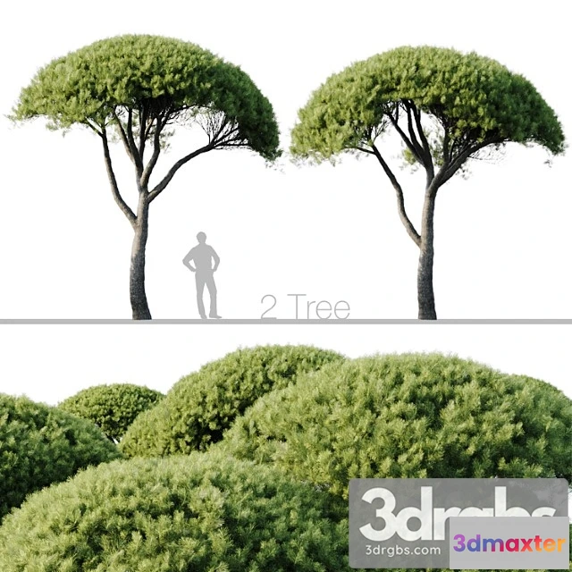 1064566 - Pinus pinea 13m and 12m