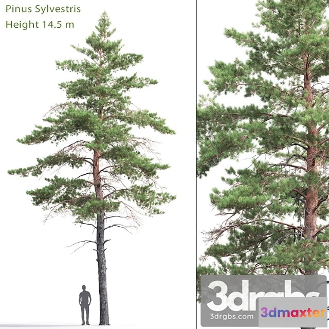 1064568 - Pinus sylvestris _22