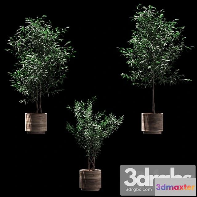 1064576 - Plants in wooden pots. 3 models