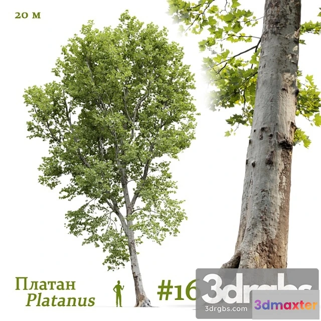 1064578 - platanus  1