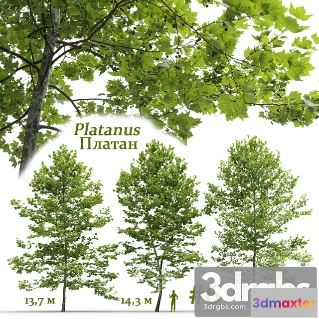 1064582 - platanus 21