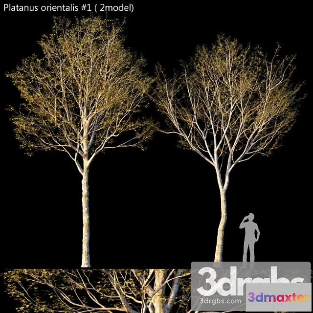 1064584 - Platanus orientalis -platanus acerifolia