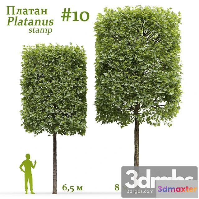 1064588 - platanus stamp