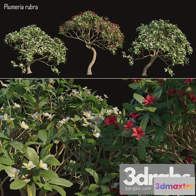 1064596 - Plumeria rubra -frangipani tree-02