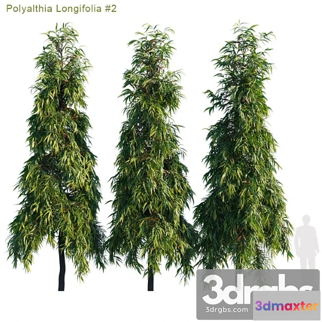 1064598 - Polyalthia longifolia