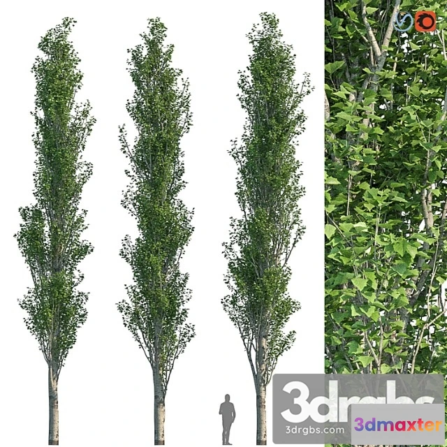 1064602 - Poplar pyramidal 15m summer