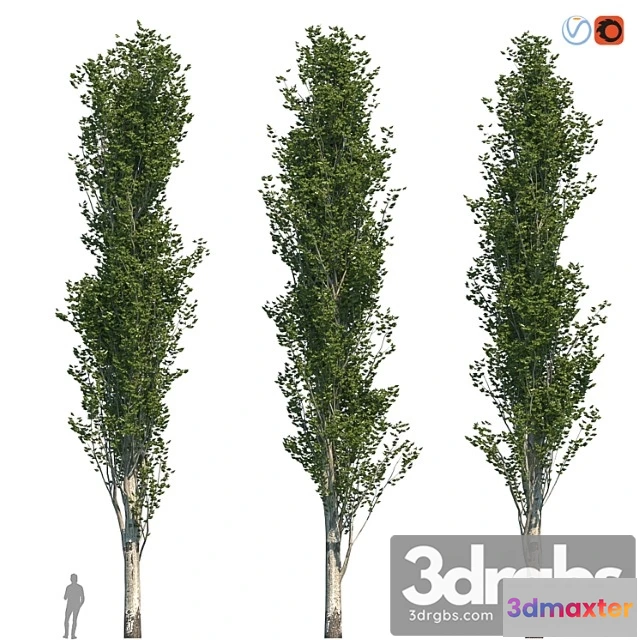 1064604 - Poplar pyramidal 17m summer