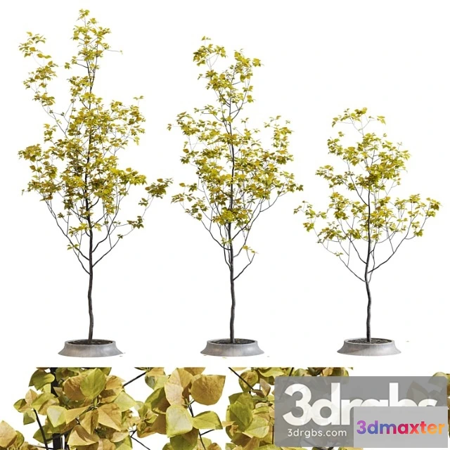 1064606 - Poplar young