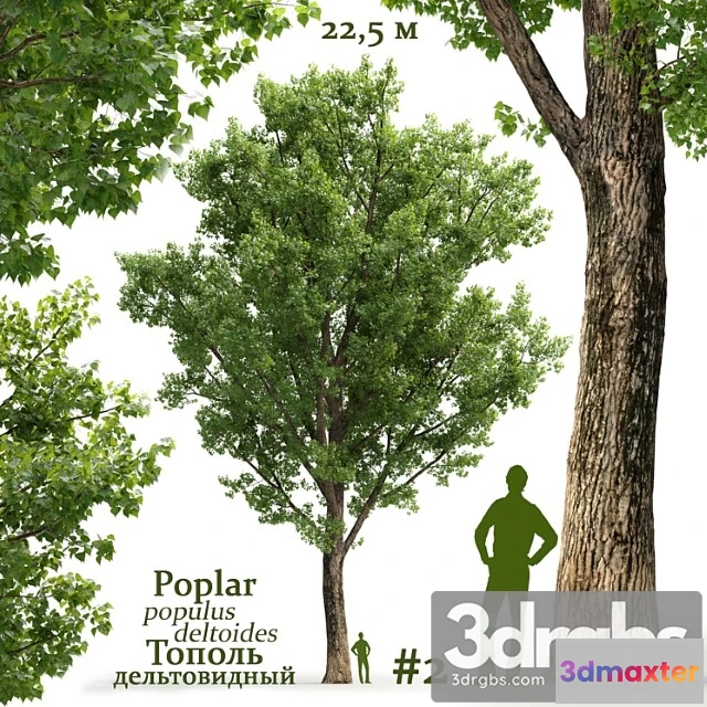 1064610 - populus deltoides
