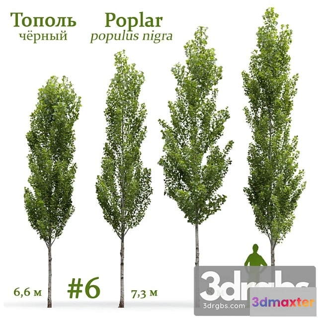 1064612 - populus nigra