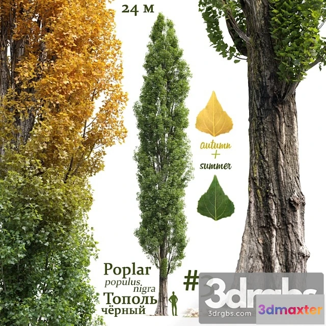 1064614 - populus nigra 2