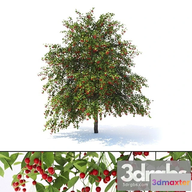 1064618 - Prunus avium tree