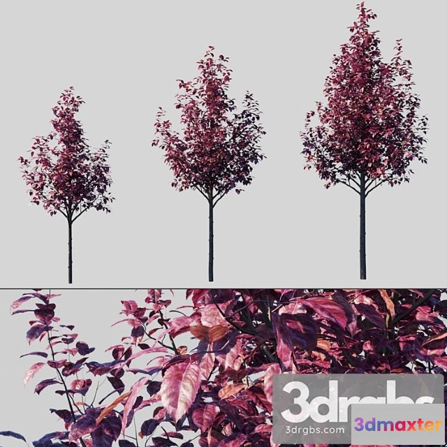 1064620 - prunus cerasifera pissardii