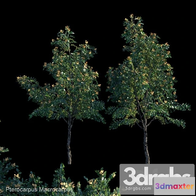 1064626 - Pterocarpus macrocarpus 1