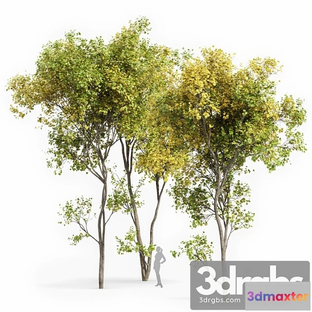 1064630 - Real tree acer saccharinum summer-fall